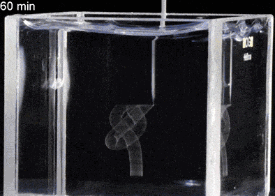 From Jellyfish to Brains: UF mechanical engineers first to 3-D print soft matter