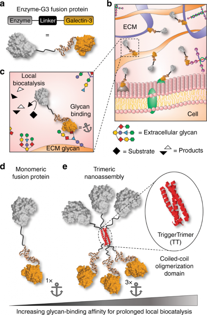 Galectin-3 fusion protein