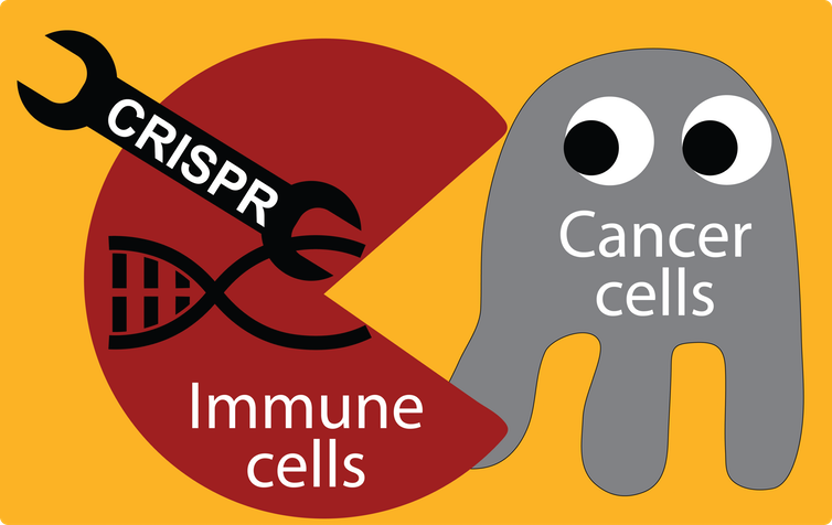  After modifying the T-cells by clipping out three genes with CRISPR and adding a new one, the immune cell becomes better at locating and killing cancer cells. Piyush Jain, CC BY-SA 
