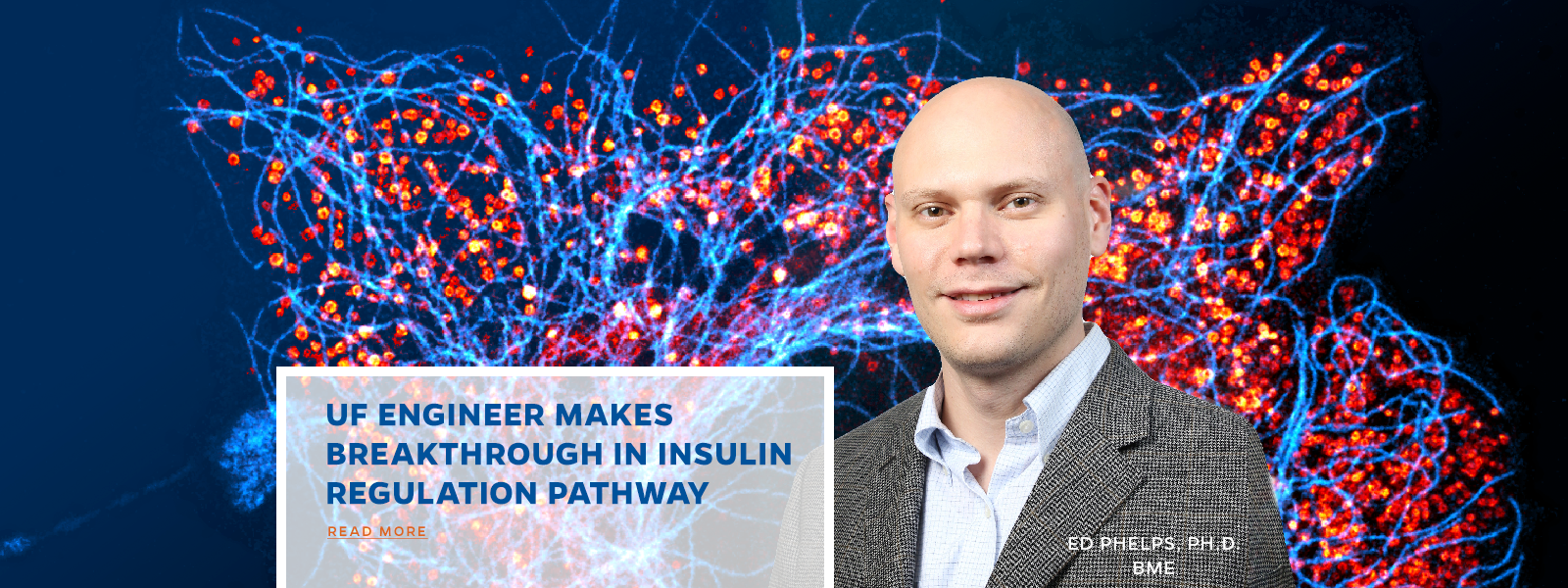 UF Engineer makes  Breakthrough in insulin regulation pathway