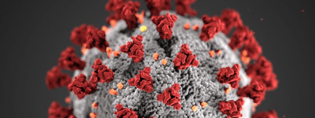 The novel coronavirus, which causes COVID-19