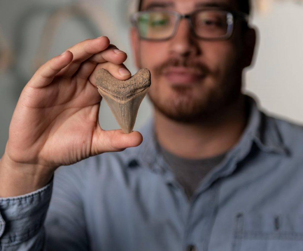Co-principal investigator Victor Perez, a UF alumnus and an expert on extinct sharks such as megalodon, holds a shark tooth.