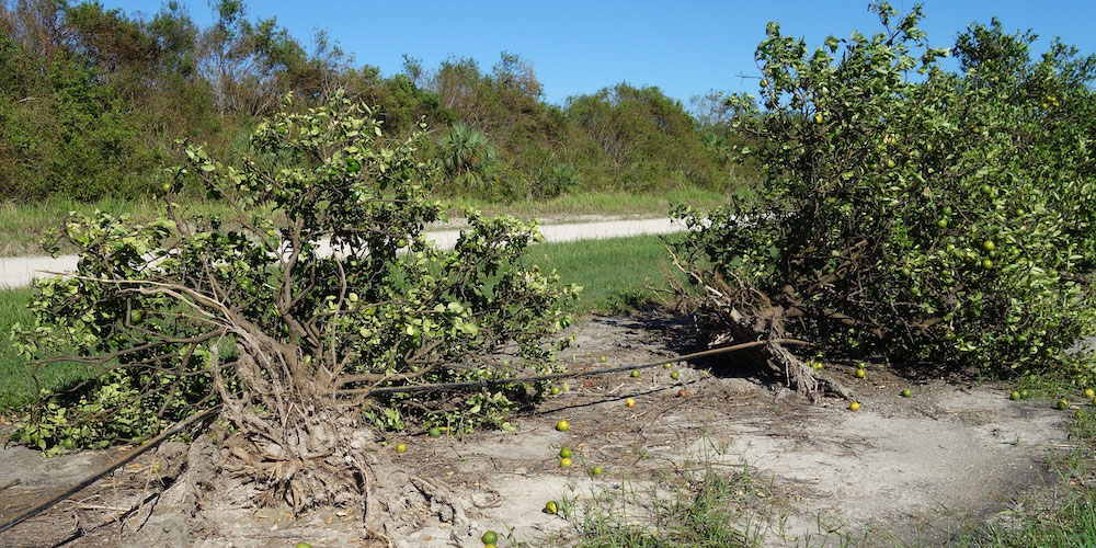Crop damage caused by Hurricane Ian in a Florida citrus orchard