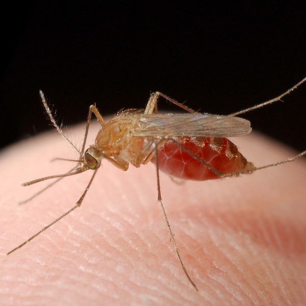 A mosquito in close-up lands on human skin.