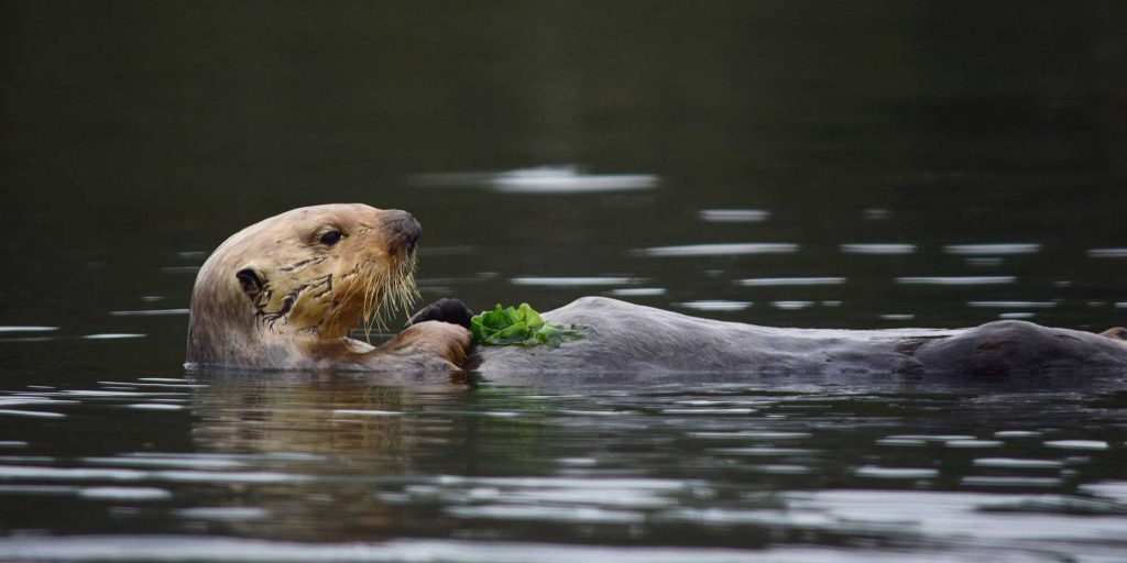 An otter swims on its back.