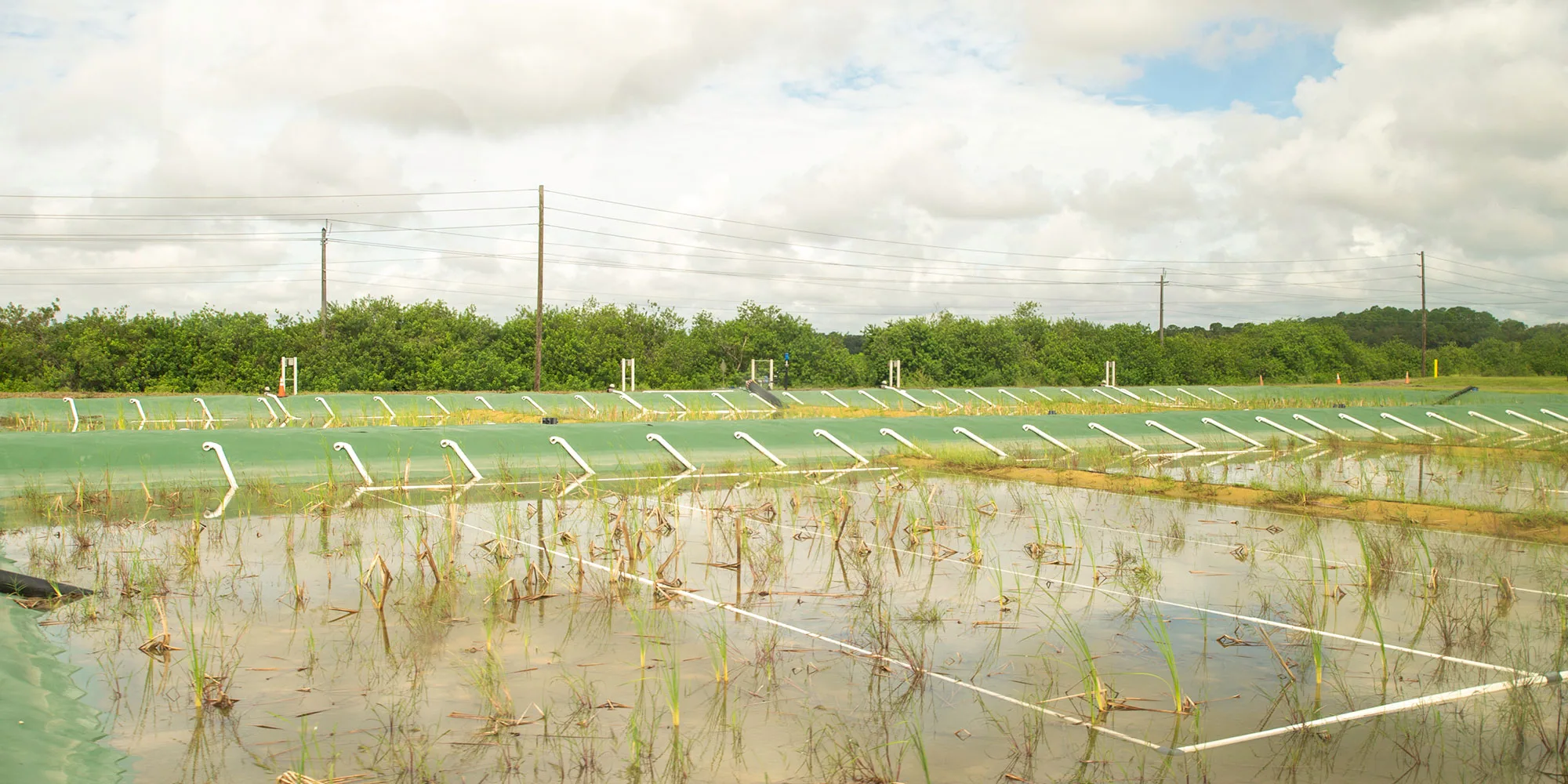 Shallow rectangular ponds with sparse green and brown reeds, separated by white pipes, under a cloudy sky with distant trees.