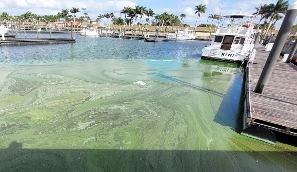 Algal blooms in a marina