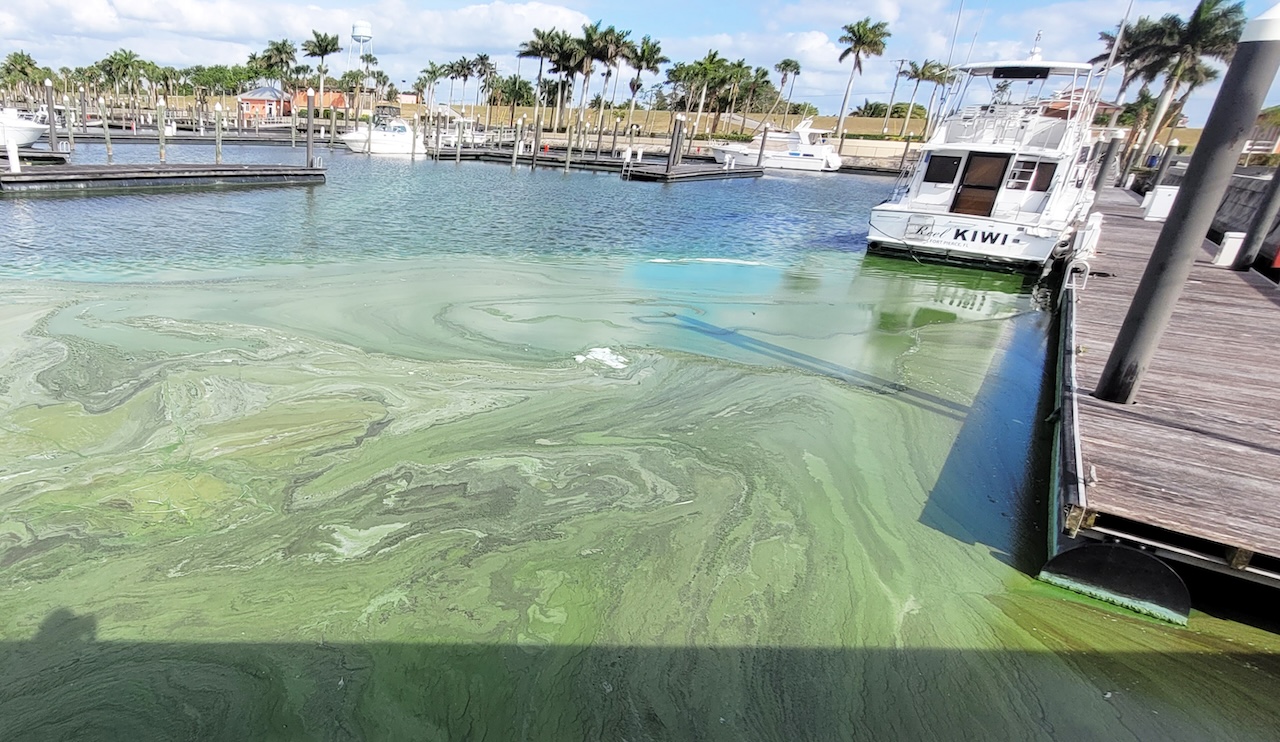 Algal blooms in a marina