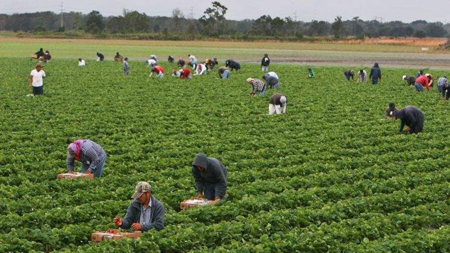 Workers pick and box organic festival