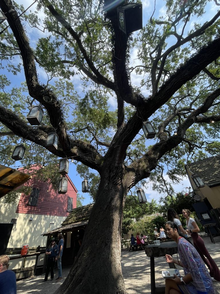 A photo an oak tree and the lights strung from it. 