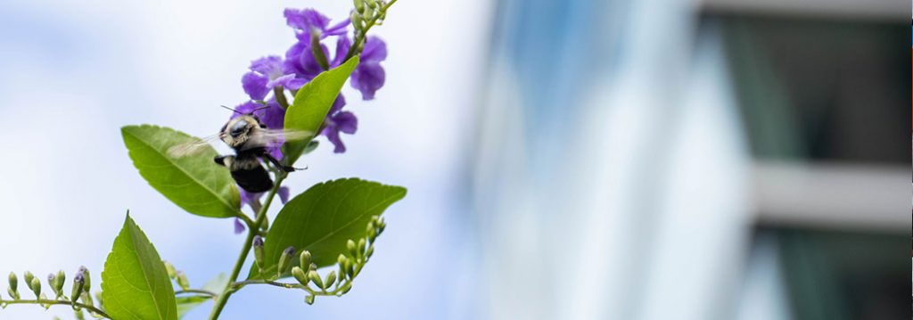 Mental health resources - photograph of purple flowers against a blurred outdoor background
