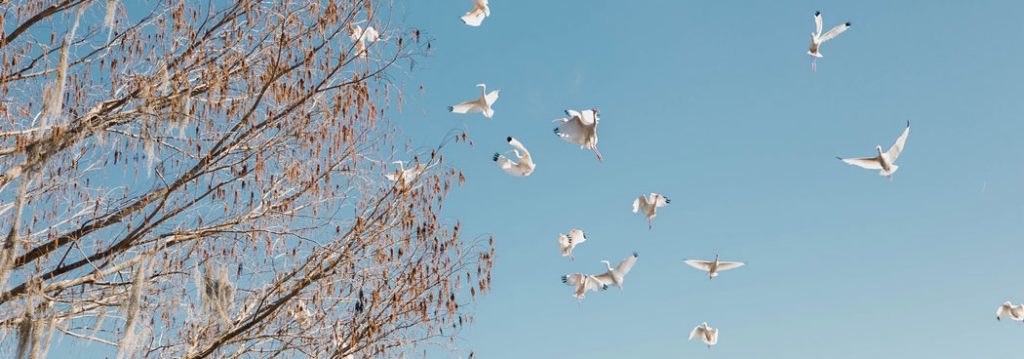 Mindfulness resources - photograph of white birds flying against a blue sky with autumn trees in the background